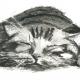 Catnap