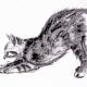 cat playing
