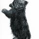 black kitten-