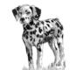 dalmation puppy