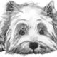 scottie
