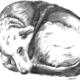 asleep