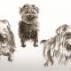terriers3
