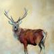 stag