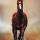 stallion