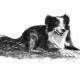 border collie