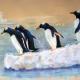 Penguins