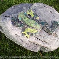 rock frog