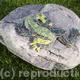 rock frog