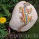 rock lizard