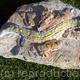 rock lizard