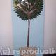 bay tree