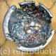 Fossil Bowl/Wedding