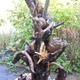 Memory Tree