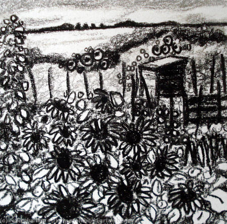sunflowers and beans