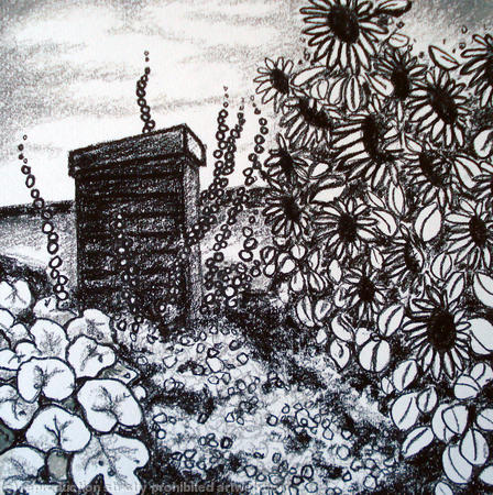 sunflowers and hollyhocks