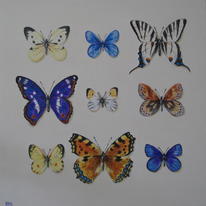 butterflies