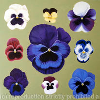 Pansies