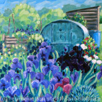 Irises and green tin shed