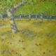 orchard II | (sold) | 50 x 50cm | acrylic on block orchard II