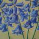 bluebells | £165 | 39 x 40cm | pastel on board bluebells