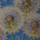 dandelion clocks