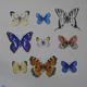 butterflies | (sold) | 40 x 40cm | acrylic on block butterflies