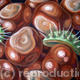 conkers