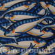 plenty more fish