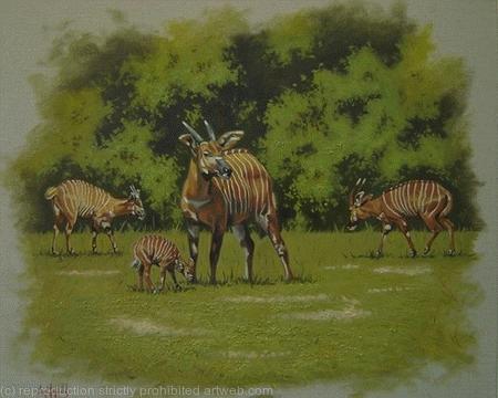 Bongos