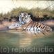 Tiger Cooling