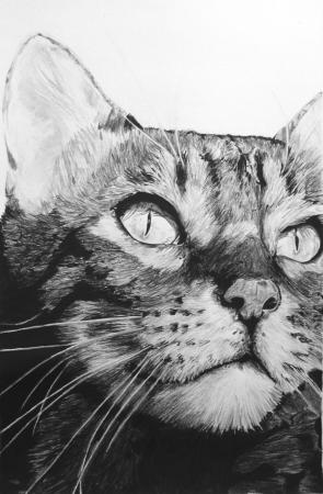 Bengal