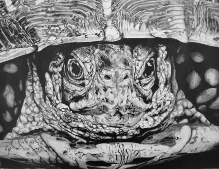 Tortoise
