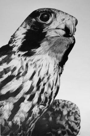 Cheddar Peregrine