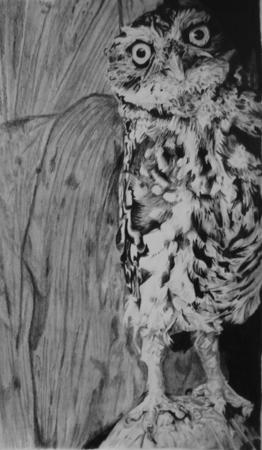 Athene noctua