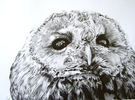 Strix aluca