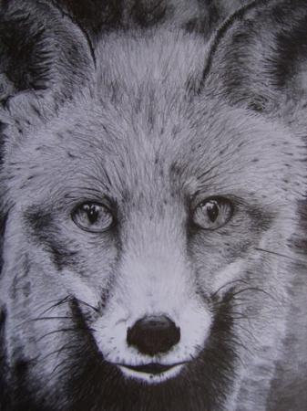 Fox by Mark