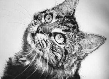 Maine Coon