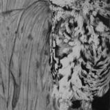 Athene noctua - Graphite