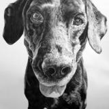 Horton - Graphite