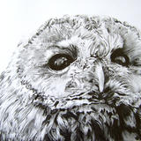 Strix aluca - Graphite