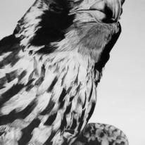 Cheddar Peregrine