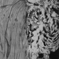 Athene noctua