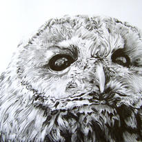 Strix aluca