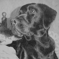 Murphy by Mark