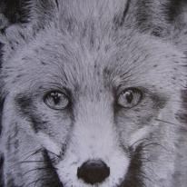 Fox by Mark