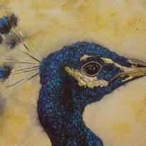 Peacock by Mark