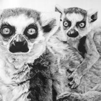 hidden Ringtail Lemurs