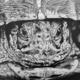 Tortoise