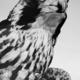 Cheddar Peregrine